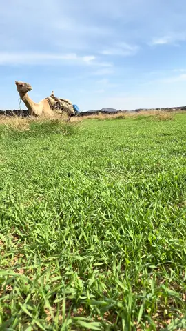 #حره_بني_رشيد_العثمور_الراس_الابيض #الحايط_الفيضه_الوسعه_الحليفه 