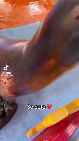 SCR EU TINHA QUE FAZER ISSOKJAAKAKIRSSKJSJAJASKKSKSKSAKAKAOLSPSPSAKKSAKSLSSPALLALSIS#fyppppppppppppppppppppppp #floptok #foca #meme #grito 