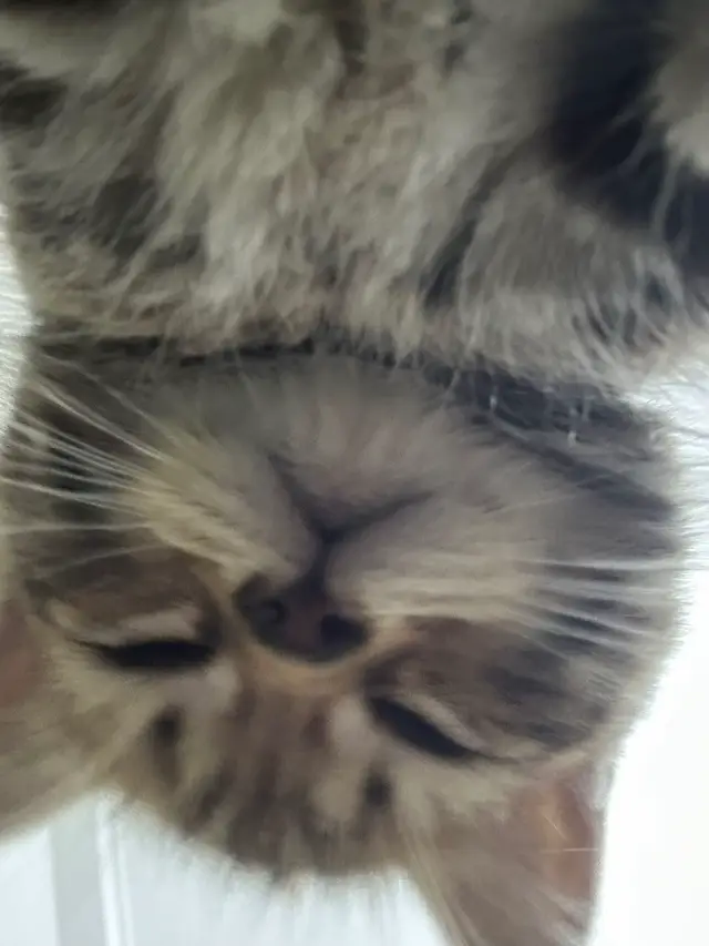 Mỗi người đi mua ngay 1 em cà tiếm 🍆 về nuôi ngay cho tôi🫵