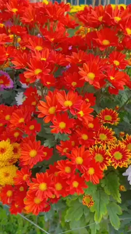 #creatorsearchinsights # gulii dudy plants 