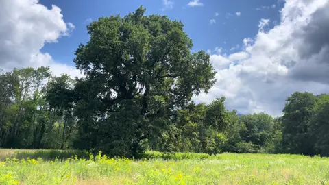 и тропинка и лесок, в поле каждый колосок, ветер, небо голубое - это все мое родное 