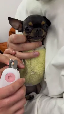 Angry Chihuahua By Cutting nails #dogsoftiktok #chihuahuastiktok #pet #usa_tiktok #funnymoments 