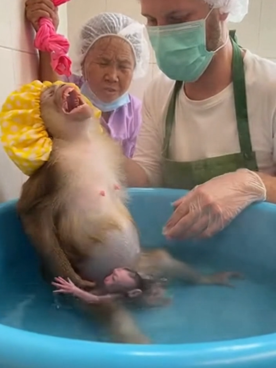 Congratulations 🎉, we finally can see the newborn baby monkeys bored in the water beautifully 🩺👩‍⚕️👵🐵🐒🛀🥰💖🍼💈 Be kind to animals 🙏 #cutebabymonkeys #waterbirth #borninthewater #monkeybirth #monkeydelivery 