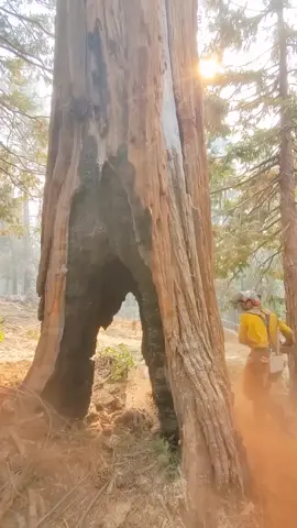 outstanding service tree climber cutting skills #treecutting #cuttingskills #viraltiktokusa🇺🇸 #viraltiktok #unitedstates #Foryou 