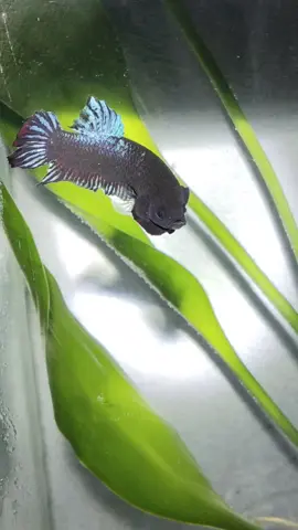 #ของดีเมืองทุ่งสงทีเด็ด🐟🔥 