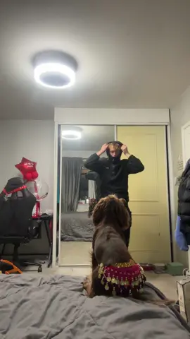 If anyone says dogs can’t dance just send them this video  #foryoupage #fyp #foryou #dancingdog #cockerspaniel 