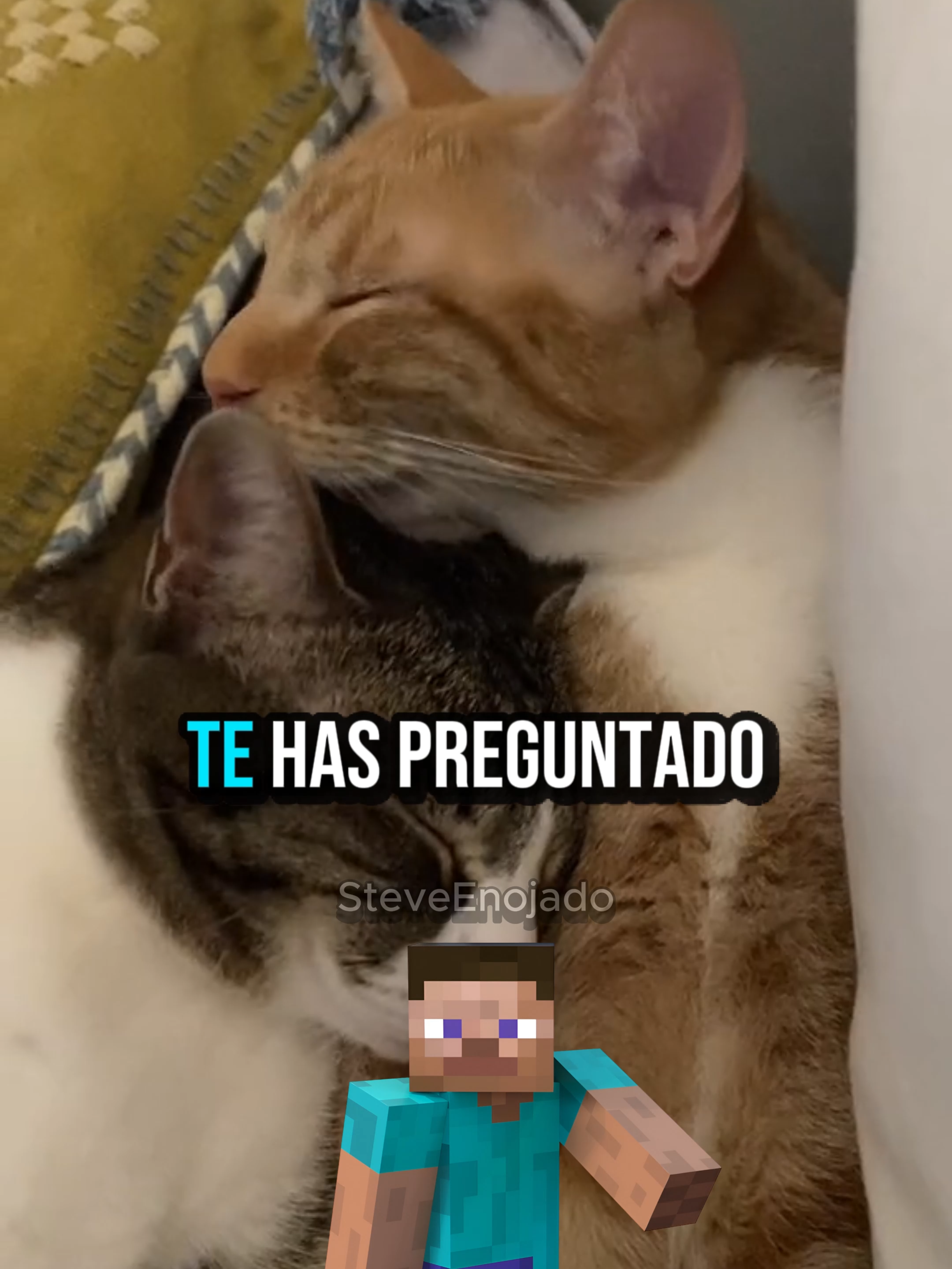 Los gatos son muy bipolares 😤 #curiosidades #humor #animales #Gatos #enojado #stevvecx