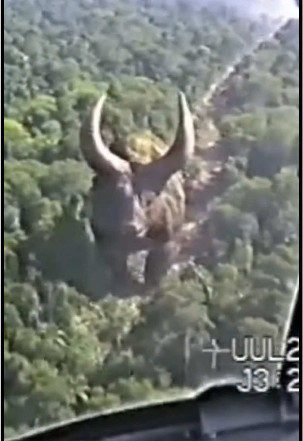 Compilation of Incredible Bozarre Gigantic Bull and Boar Vreatures found roaming in Brazil Amazon Forest