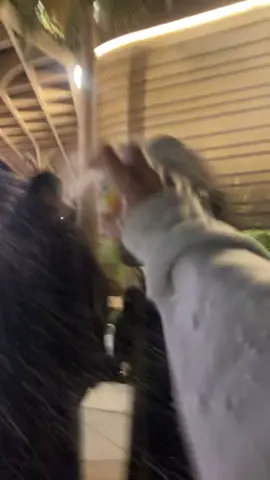 @Z E E S H A N @R🐎 @