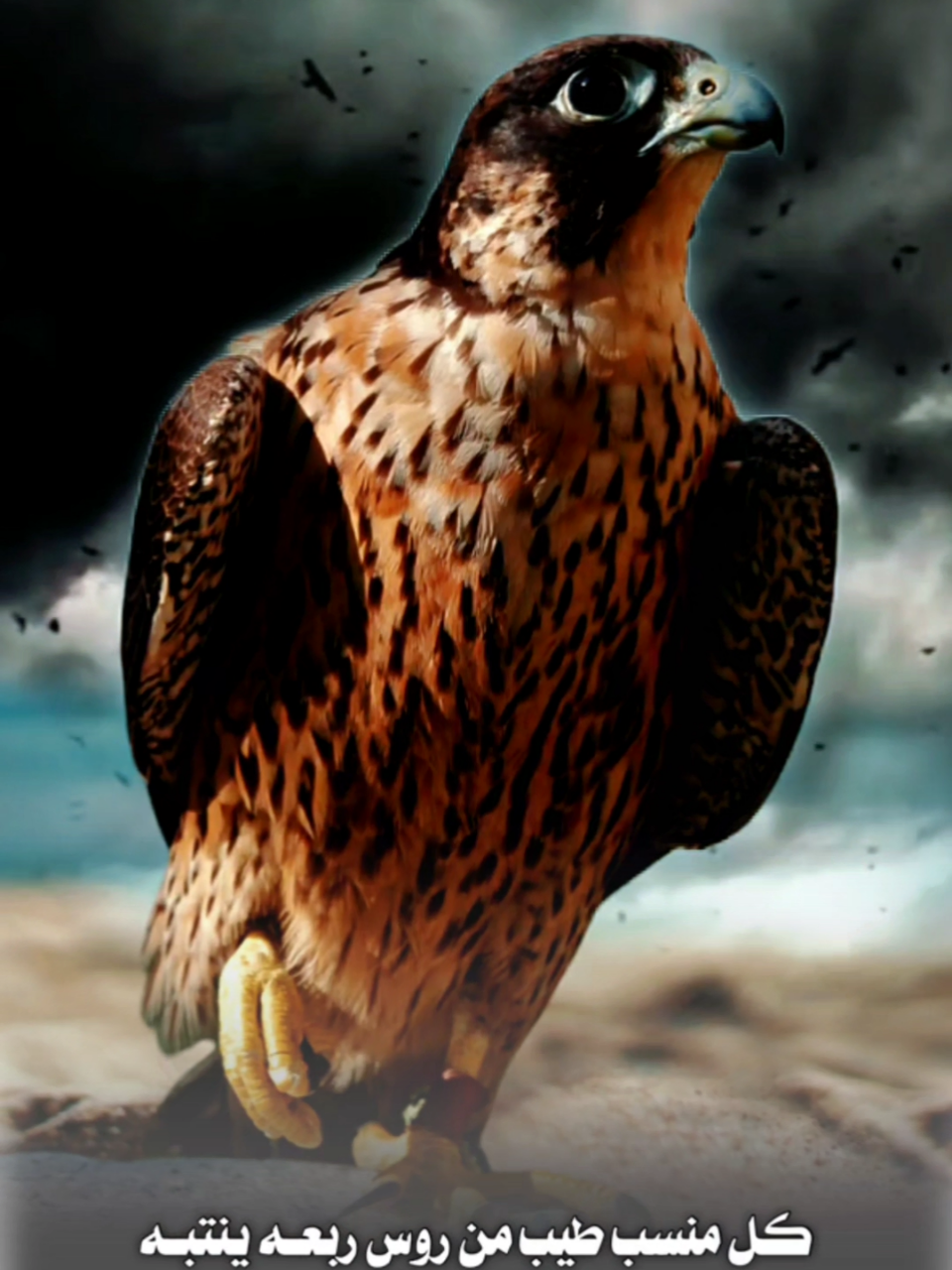 #CapCut #انت_طيبك_ماله_حدود #شيلات #شيلات_حماسيه #الشاهين_ليس_له_مثيل @🦅❀༼طير ༽♡بلا♡جناح💔ᬽ✿ 