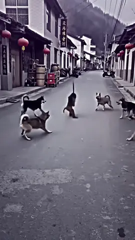 Eaaakkk Ai Leten Nia Ema  ( 1 3 2 )  #fyp #lewatberanda  #ikuttrend #iks132  #ikspikerasakti_indonesia 