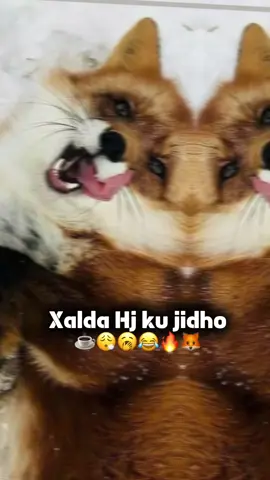 😂☕️#shعni🦊❤️ #habrjeclonimo🦁👑 #landers💚🤍❤️ #somalilander💚🤍❤️💉 #😭💔 