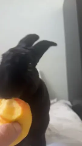 This is my girl bunny bunny❤️😅 she loves apples it’s one of her favourite fruits.     ##bunny##bunnyeating##rabbit