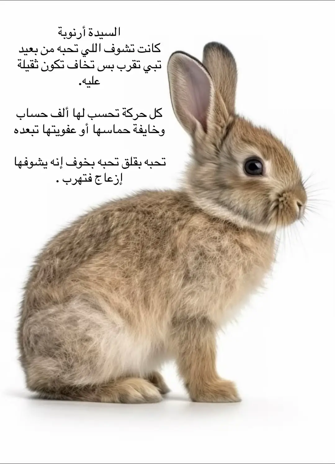 انا كيوت#fyp            #explore          #ارنب         #rabbit         #foryou         