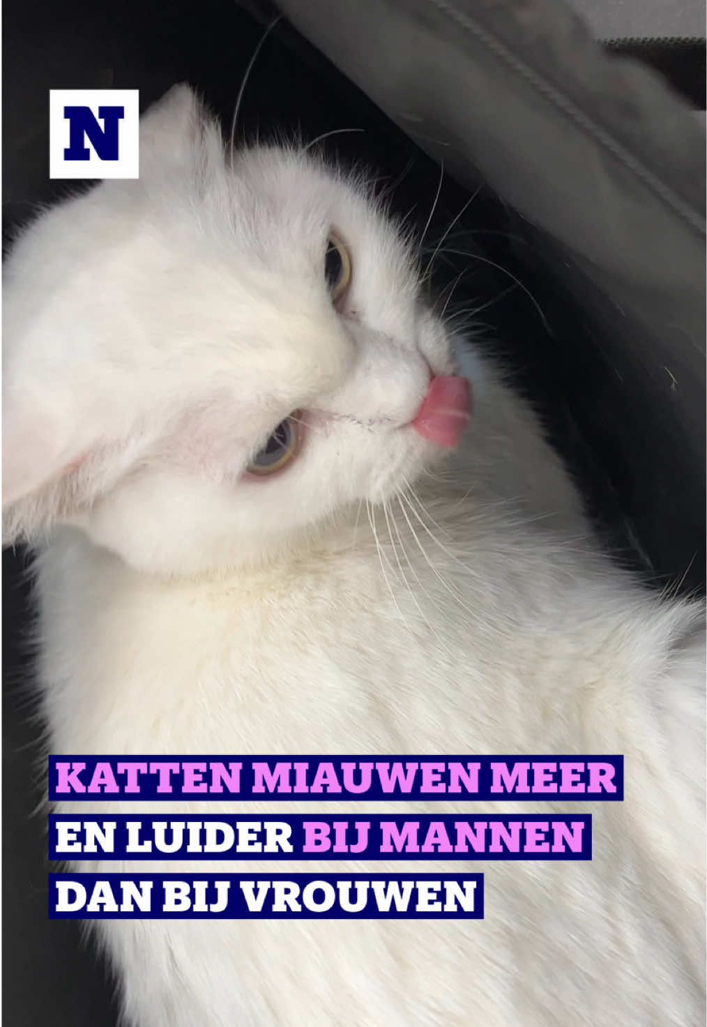 Katten vinden dat mannen minder goed luisteren dan vrouwen. Da’s toch een mogelijke verklaring voor katten die vaker en luider miauwen tegen mannen dan tegen vrouwen. #catsoftiktok #kat #research #mannen #nieuws 