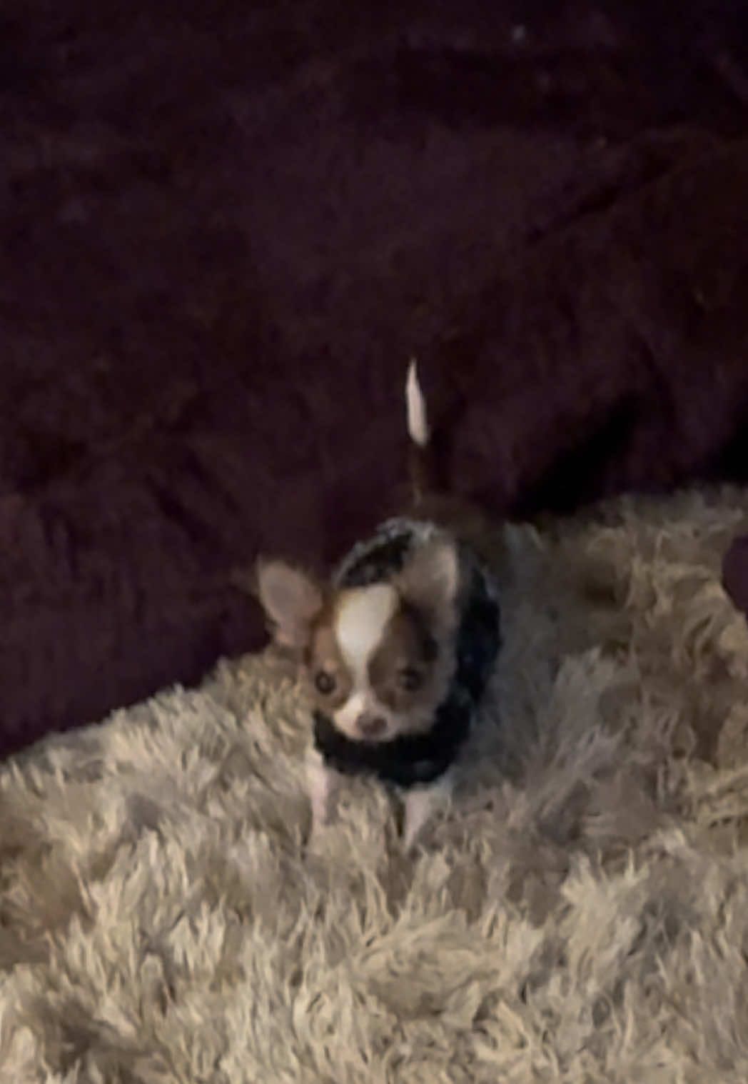 Morri protesting bedtime! 😂❤️ #smallestdog #sassy #chihuahua #fyp #dogsoftiktok 