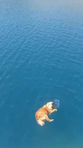 The cutest Golden mermaid 🧜♀️💛 #fyp #dogsoftiktok #dog #fypシ゚ #funnydog #PetsOfTikTok #furbabies #dogtok #fyppppp #doglover