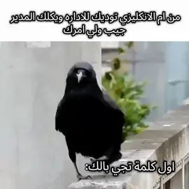 الـغـراب😹🖤.  #الغراب_الاسود #شتبوستر_عظيم #مطاية_كونيه #شتبوستر_واعي 