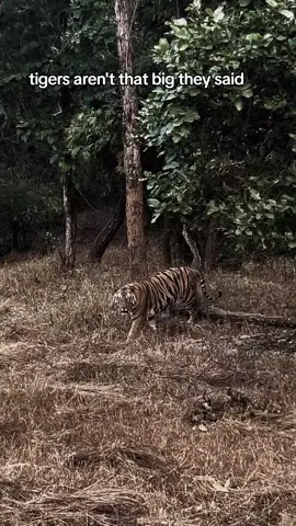 giant Bengal tiger #tiger #bengaltiger #siberiantiger 