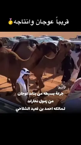 #اكسبلورexplore #نحارات_الصفر #احمد_قعيد #قعيدالمجد #احمد_قعيد_الشلاحي 