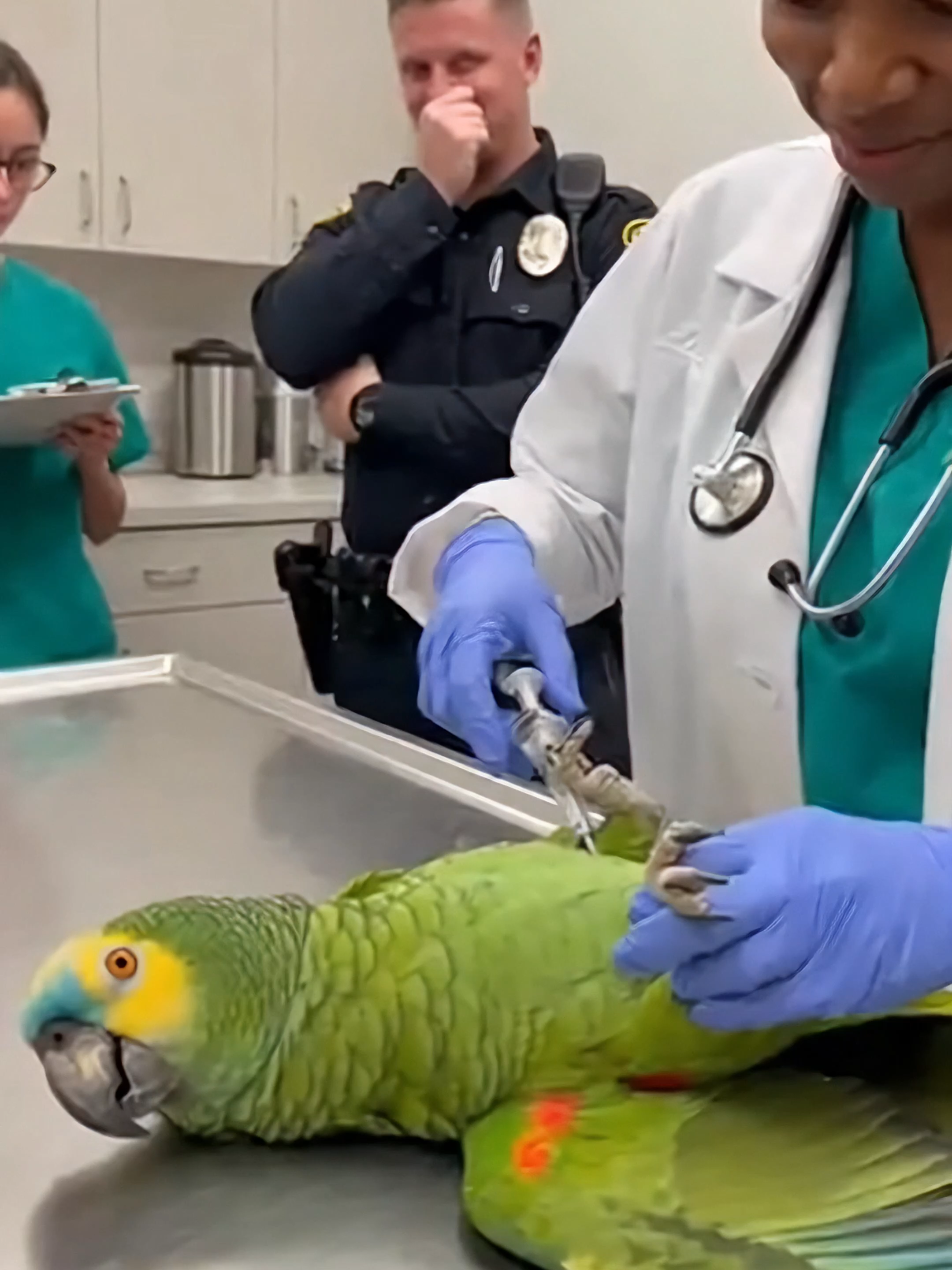 This parrot started SNITCHING on EVERY cat alive as soon as the needle came out 💀🦜💉 #ParrotTok #VetTok #FunnyParrot #AmazonParrot #PetComedy #TalkingParrot #BirdTok #ViralVideo #ComedyPets