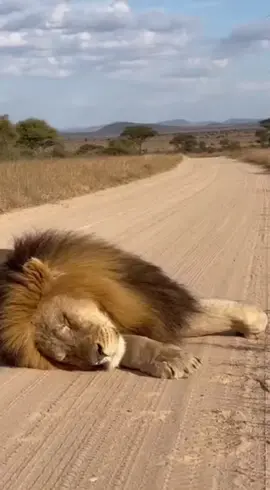 MR WARTHOG GAME 😂