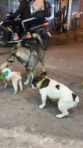 Vẫn là em nó .thằng này khá