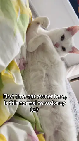 Is this normal? #catsoftiktok #cat #whitecat #sexy 