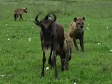 Second-Ranked but Still a Deadly Hunter #wildlife #animals #nature #wildscenes #savannalife 