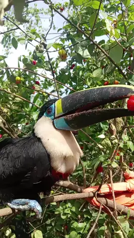 #pucallpaperú🌴🦜🐍🐢 #fpy #selva 