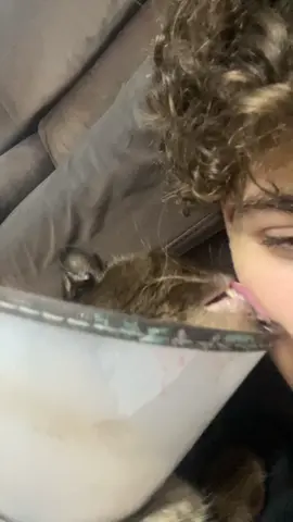 #chat #cats #catsoftiktok #fyp #foryoupage 