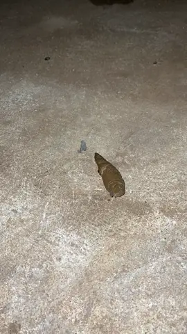 Tonton sampai detik detik terahir man teman🤣 #fyp 