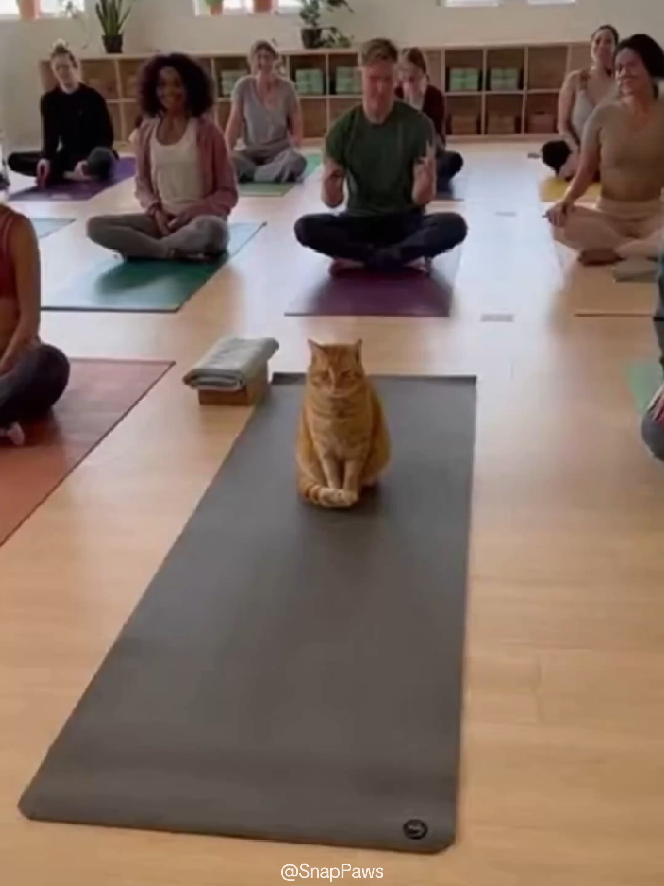 When a Cat Randomly Becomes the Yoga Instructor🧘