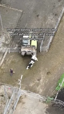 This is very common in the dairy industry. Cows become so exhausted that they can no longer stand. They are then sent to the slaughterhouse because they are considered “unprofitable”, at only 5 years old.