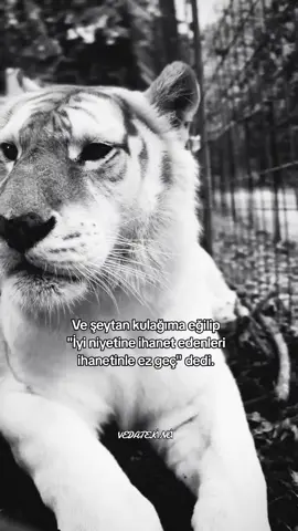#foryou #foryoupage #preteba #fyp #tiger 