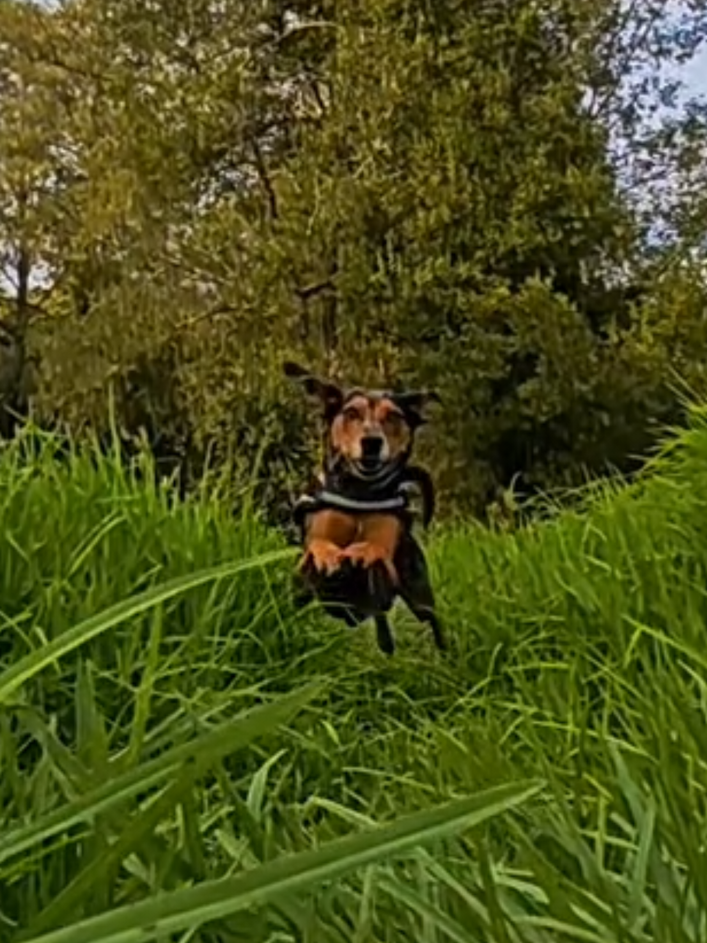 📍 Carreiras de felicidade 🐶 🌍💫📷🐾👣❣️💕❣️ #carreras #perrofeliz #Viral #galicia #galegospolomundo 