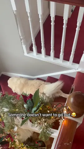 Festive doggo 😂@I Can’t Even (🎥:@LucyMorr) #christmas 