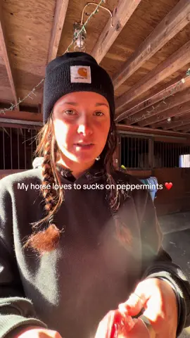 December 1st means it’s Peter’s favorite month full of peppermints ❤️🤍 #peter #peppermints #horses #december 