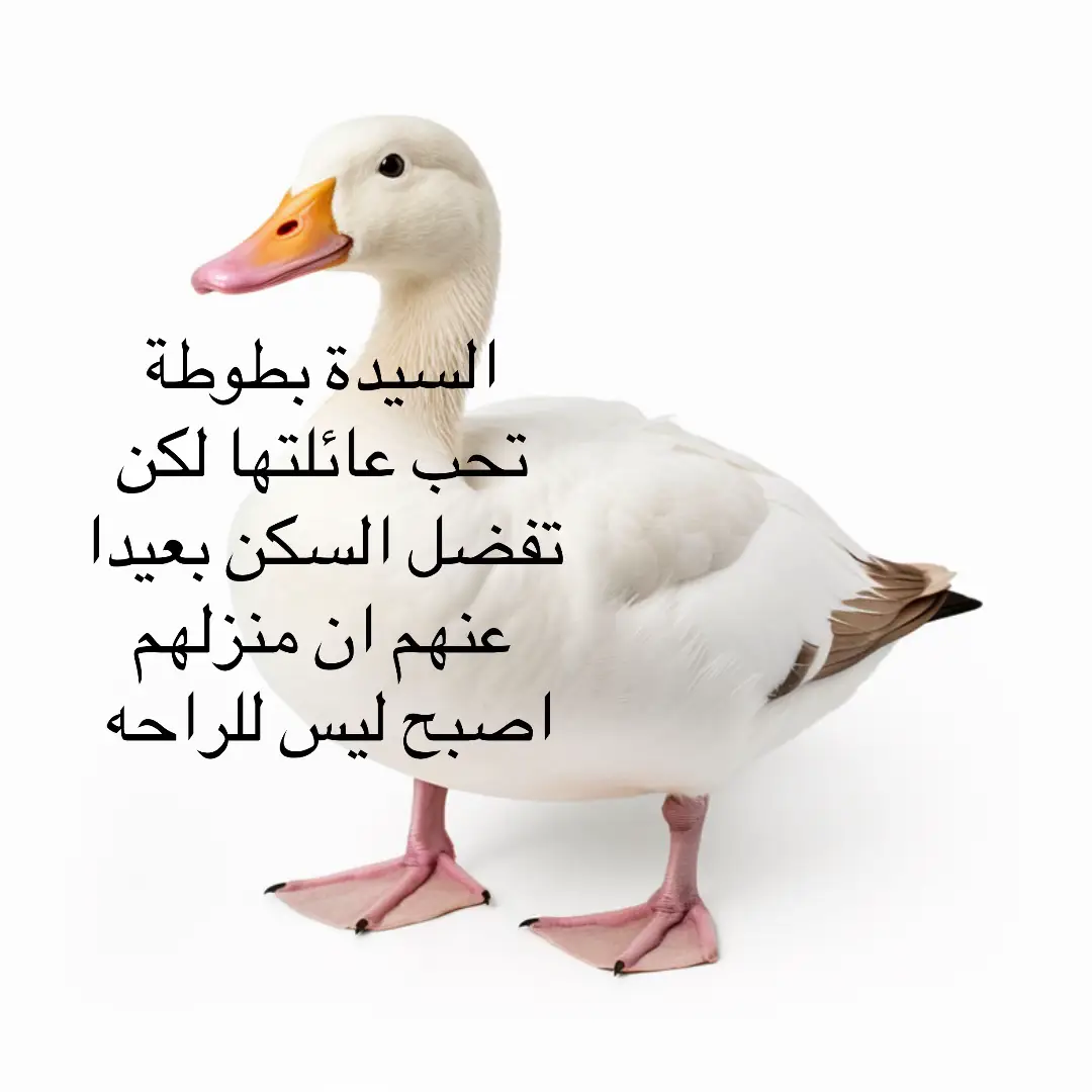 #fyp #السيدةبطوطه 