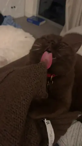 Sponsored by my Zara sweater #pennythebrowncat #britishshorthair #browncat 