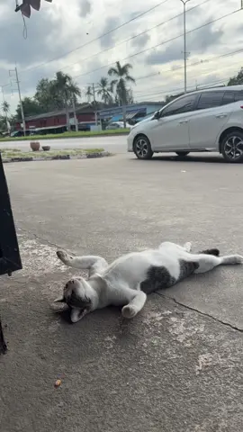 Bro trusts the whole world🥀 (song: ilyTOMMY - sick & tired 3) #ilytommy #hoodtrap #catsoftiktok #timelapse #tiktok 