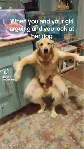 Oh so now you think this funny?! #arguing #dancingdog #relationships #funny #fyp 