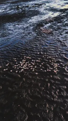 😥#nguoivietnamtaidailoan🇻🇳🇹🇼 #tunghai_taichung #20tn #xuhuong 