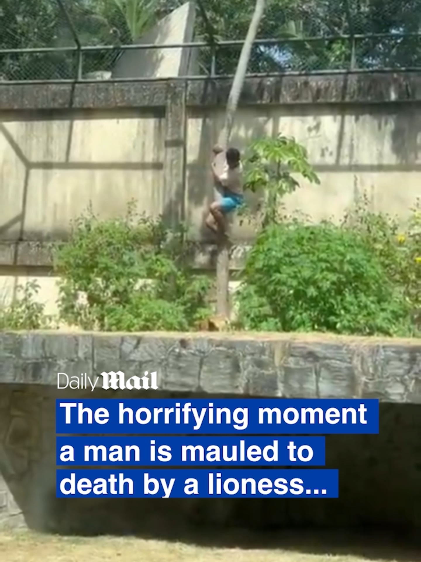 The troubled teenager was known to police after repeatedly breaching security in his fixation with big cats. Horror video footage captured the moment the lioness, said by zoo vets to have been left 'stressed' and 'in shock' after the incident, set upon him as he neared the ground. City hall officials confirmed after yesterday morning's tragedy at the Arruda Camera Park, also known as Bica, that it would be closed until the end of an ongoing investigation into the tragedy. #zoo #lion #news #australia #fyp