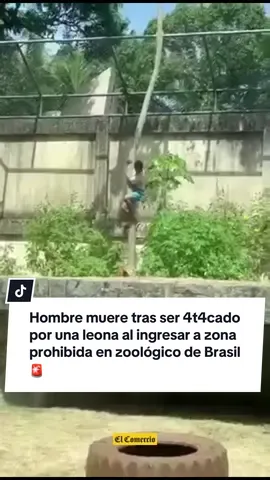 Hombre muere tras ser 4t4cado por una leona al ingresar a zona prohibida en zoológico de Brasil 🚨 #Brasil #leona #zoologico #Noticias #Viral 