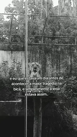 ela não teve culpa de NADA!! #fyyyyyyyyyyyyyyyy #nãoémeme #foryoupage #leoa 