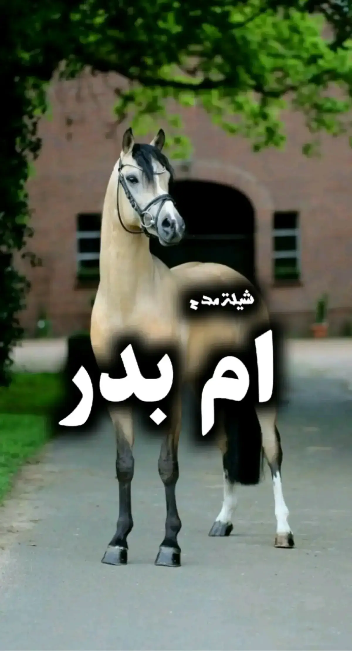 #شيله #شيلات #شيله_عروس #شيلات_2025 #شيله_عروس_رقص