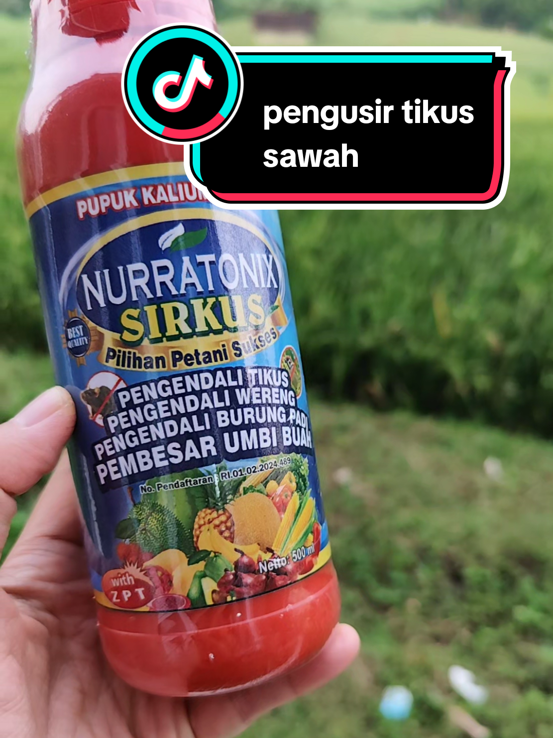 tikus sawah g suka aama baunya #yuniknovi #nuratoniksirkus #pengusirtikus #wibgajian #obattanaman 