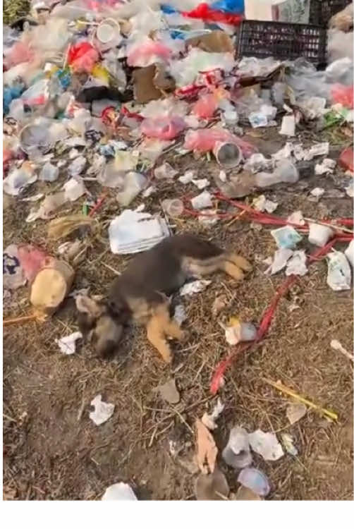 While I was throwing out the trash, I discovered this poor puppy. I immediately ran over to check and without hesitation saved it and brought it home to take care of it. #rescue #animalrescue #dogrescue #animals 