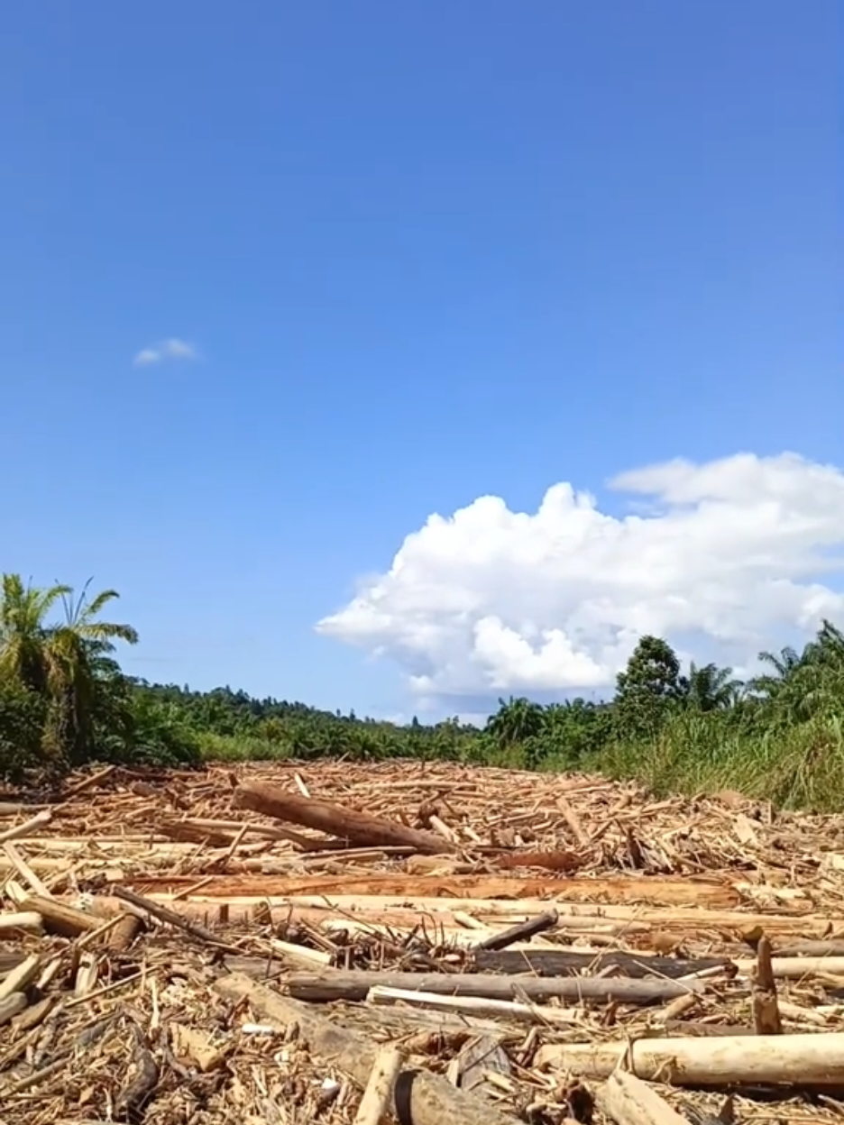 Membalas @iwan.anugrah2  Mungkin Mayat pun banyak tertimpah2 di bawah gerondongan kayu ini sampai saat ini masih banyak lagi jasad yg belum di temukan😭😭😭 #fyp  #pyf  #shorts  #trending  #masukberanda 